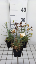 Planten Dianthus 'Devon Cream'   pot 9x9 cm