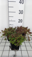 Planten Dianthus deltoides 'Flashing Light'   pot 9x9 cm  