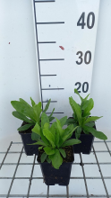 Planten Digitalis ferruginea 'Gelber Herold'   pot 9x9 cm  