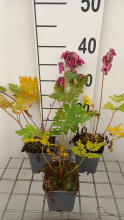 Planten Dicentra formosa 'Luxuriant'   pot 9x9 cm