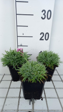 Planten Dianthus gratianopolitanus 'Eydangeri'   pot 9x9 cm  