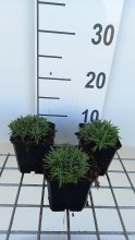 Planten Dianthus gratianopolitanus 'Pink Jewel'   pot 9x9 cm