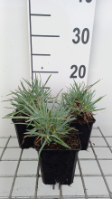 Planten Dianthus gratianopolitanus 'Rotkäppchen'   pot 9x9 cm