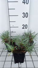 Planten Dianthus 'Ine'   pot 9x9 cm