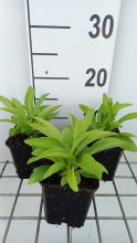 Planten Digitalis lutea   pot 9x9 cm