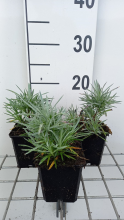 Planten Dianthus 'Maggie'   pot 9x9 cm