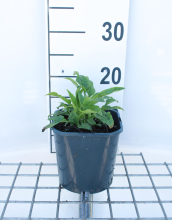 Planten Echinacea purpurea 'Alba'   pot 2L