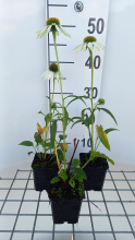 Planten Echinacea purpurea 'Happy Star'   pot 9x9 cm