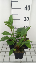 Planten Echinacea 'Hot Summer'   pot 9x9 cm  