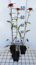 Planten Echinacea 'Irresistible'   pot 9x9 cm
