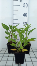 Planten Echinacea 'Lakota Red'   pot 9x9 cm  