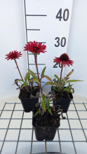Planten Echinacea 'APECSSIOR' (Sunseekers Orange)   pot 9x9 cm