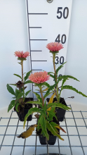 Planten Echinacea 'IFECSSSAL' (SunsSeekers Salmon)   pot 9x9 cm