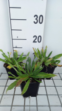 Planten Echium vulgare   pot 9x9 cm  