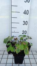 Planten Epimedium pubigerum   pot 9x9 cm  