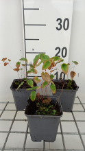 Planten Epimedium x youngianum 'Roseum'   pot 9x9 cm