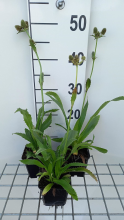 Planten Eryngium agavifolium   pot 9x9 cm  