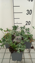 Planten Eryngium bourgatii   pot 9x9 cm  