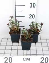 Planten Erysimum 'Constant Cheer'   pot 9x9 cm  
