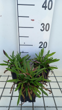 Planten Erigeron 'Dunkelste Aller'   pot 9x9 cm