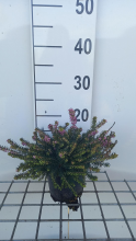 Planten Erica x darleyensis 'Kramer's Rote'   pot 1,3L   15 20 cm  