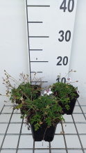 Planten Erodium guttatum   pot 9x9 cm