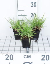 Planten Eragrostis spectabilis   pot 9x9 cm  