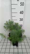 Planten Euphorbia cyparissias 'Fens Ruby'   pot 9x9 cm  