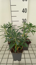 Planten Euphorbia characias 'Humpty Dumpty'   pot 9x9 cm