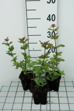 Planten Eupatorium cannabinum 'Plenum'   pot 9x9 cm  