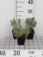 Planten Euphorbia characias 'Portuguese Velvet'   pot 9x9 cm