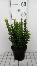 Planten Euonymus japonicus 'Green Spire'   pot   20 30 cm