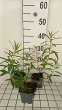 Planten Euphorbia palustris 'Walenburg's Glorie'   pot 9x9 cm  