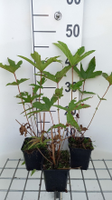 Planten Filipendula rubra 'Venusta'   pot 9x9 cm