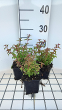 Planten Fuchsia magellanica var. Gracilis   pot 9x9 cm  
