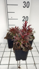 Planten Gaura lindheimeri 'Blaze'   pot 9x9 cm