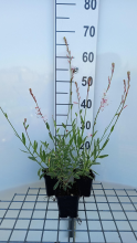 Planten Gaura lindheimeri 'Corrie's Gold'   pot 9x9 cm