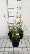 Planten Gaura lindheimeri 'Snowstorm'   pot 9x9 cm  