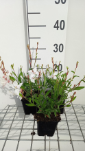 Planten Gaura lindheimeri 'White Dove'   pot 9x9 cm  