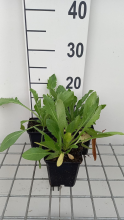 Planten Gaillardia 'Aurea Pura'   pot 9x9 cm