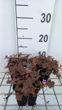 Planten Geranium 'Bob's Blunder'   pot 9x9 cm