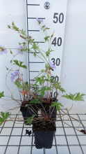 Planten Geranium 'Blue Cloud'   pot 9x9 cm