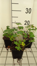 Planten Geranium x cantabrigiense 'Berggarten'   pot 9x9 cm