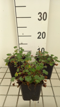 Planten Geranium cinereum 'Giuseppii'   pot 9x9 cm  