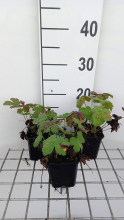 Planten Geranium 'Chantilly'   pot 9x9 cm
