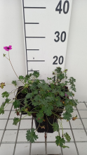 Planten Geranium cinereum var. Subcaulescens   pot 9x9 cm