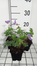 Planten Geranium himalayense 'Baby Blue'   pot 9x9 cm  