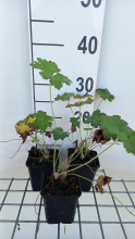 Planten Geranium ibericum   pot 9x9 cm