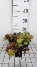 Planten Geum 'Lemon Drops'   pot 9x9 cm