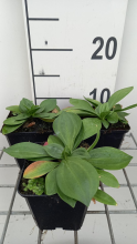 Planten Gentiana lutea   pot 9x9 cm  